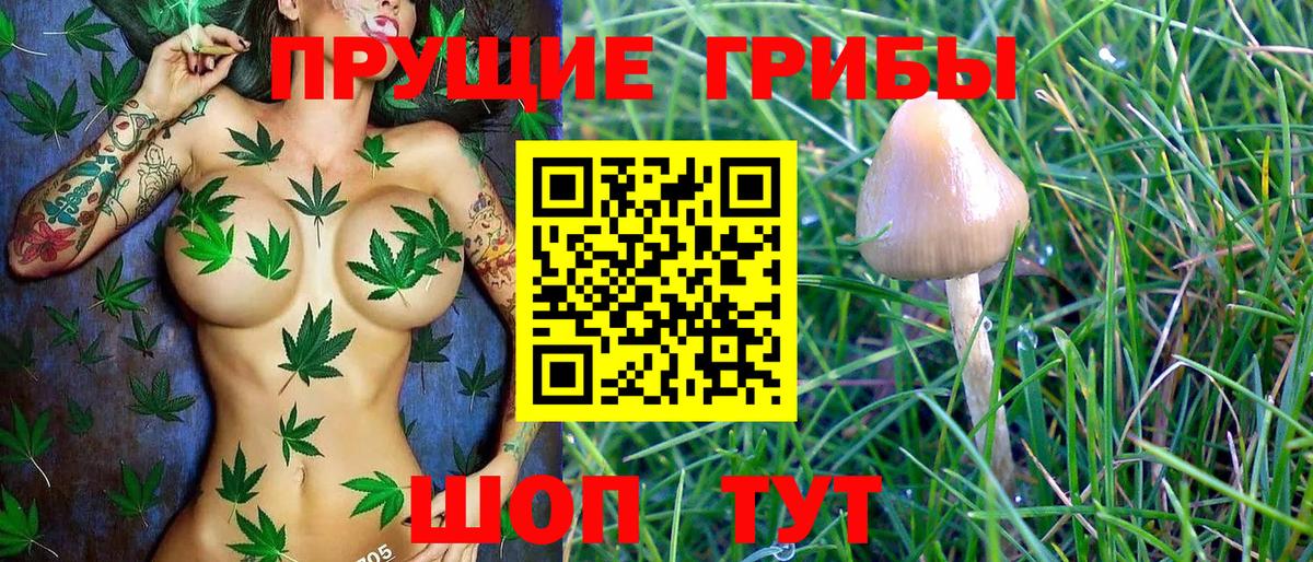 Галлюциногенные грибы Psilocybine cubensis Гатчина